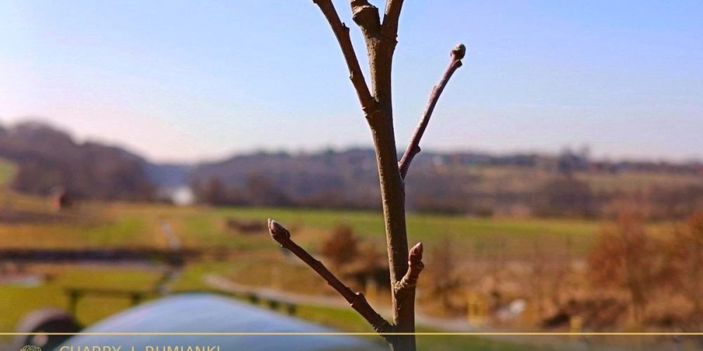 domki-w-poblizu-kartuz-final